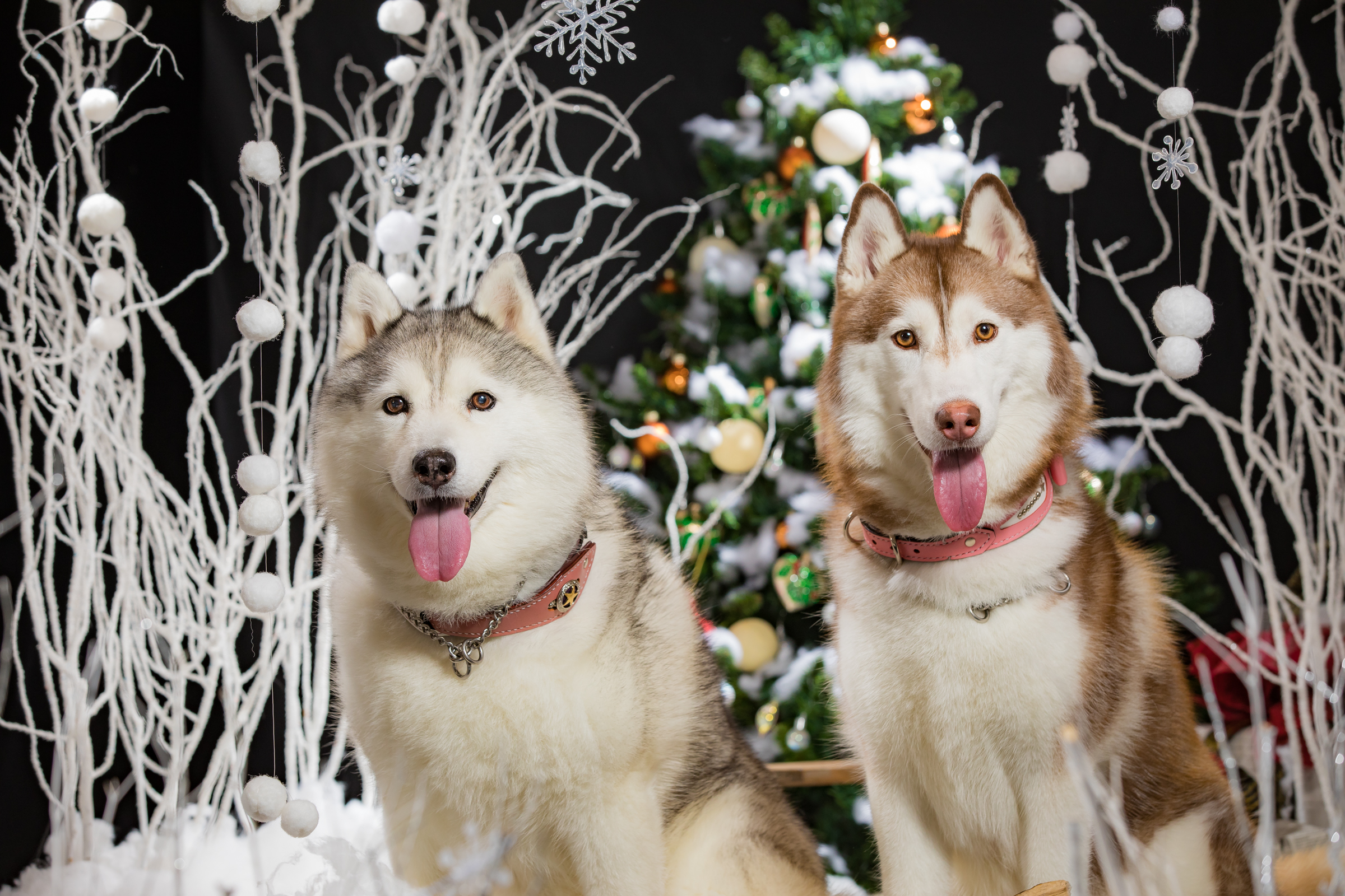 クリスマスシルシャン