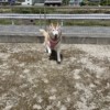 こっちに向かってくるときの愛犬のかわいさといったらないよ